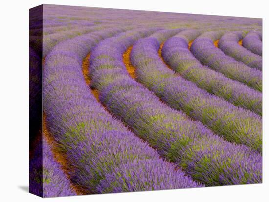 Curved Rows of Lavender near the Village of Sault, Provence, France-Jim Zuckerman-Premier Image Canvas