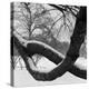 Curving Tree Branches Forming a Loop Covered in Snow in a Snowy Landscape at Kew, Greater London-John Gay-Stretched Canvas