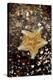 Cushion Starfish-Dr. Keith Wheeler-Premier Image Canvas