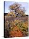 Custer SP, South Dakota. Riparian Vegetation in Autumn. Black Hills-Scott T. Smith-Premier Image Canvas