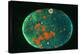 Cut And Polished Piece of Bloodstone-Vaughan Fleming-Premier Image Canvas