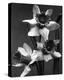 Cut Daffodils-null-Stretched Canvas