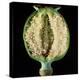 Cut Seed Capsule of Opium Poppy-Dr^ Jeremy-Premier Image Canvas