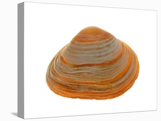 Cut Trough Shell, Belgium-Philippe Clement-Premier Image Canvas