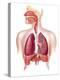 Cutaway Diagram of Human Respiratory System-null-Stretched Canvas