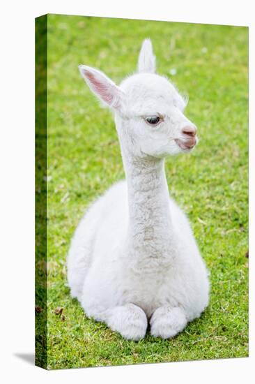 Cute Baby Alpaca-sinagrafie-Premier Image Canvas