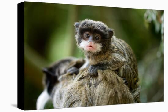 Cute Baby Emperor Tamarin (Saguinus Imperator)-Eric Gevaert-Premier Image Canvas