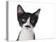 Cute Black And White Kitten With A Mustache-Hannamariah-Premier Image Canvas