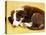 Cute Border Collie Puppy-AdventureArt-Premier Image Canvas