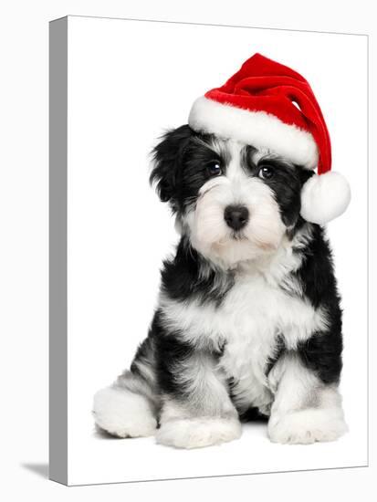 Cute Christmas Havanese Puppy Dog with a Santa Hat-mdorottya-Premier Image Canvas