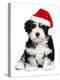 Cute Christmas Havanese Puppy Dog with a Santa Hat-mdorottya-Premier Image Canvas