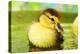 Cute Ducklings Swimming, On Bright Background-Yastremska-Premier Image Canvas
