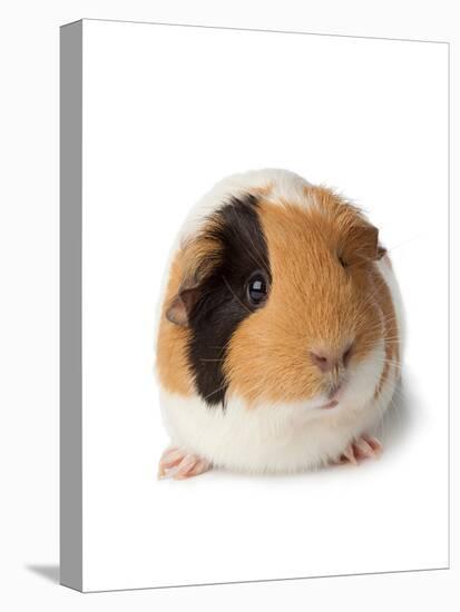 Cute Guinea Pig on White Background-Picture Partners-Premier Image Canvas