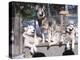 Cute Huskies in Dog Kennel-null-Premier Image Canvas
