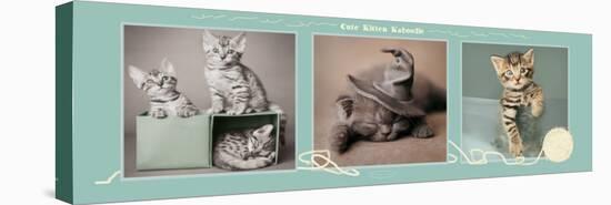 Cute Kitten Kaboodle-Rachael Hale-Stretched Canvas
