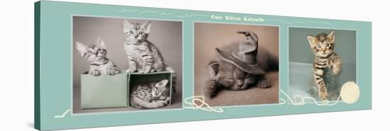 Cute Kitten Kaboodle-Rachael Hale-Stretched Canvas