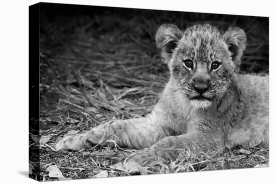 Cute Lion Cub In Black And White-Donvanstaden-Stretched Canvas