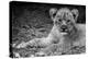 Cute Lion Cub In Black And White-Donvanstaden-Stretched Canvas