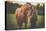 Cute Little Girl with Her Horse on a Lovely Meadow Lit by Warm Evening Light-l i g h t p o e t-Premier Image Canvas
