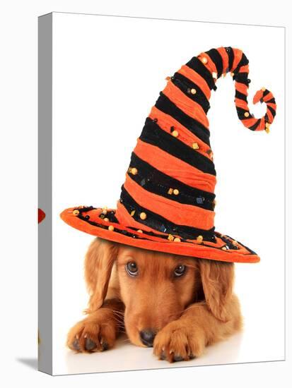 Cute Puppy Wearing a Halloween Witch Hat-Hannamariah-Premier Image Canvas