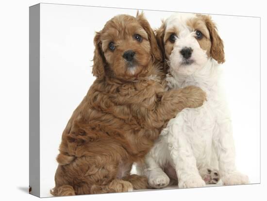 Cute Red And Red-And-White Cavapoo Puppies, 5 Weeks, Hugging, Against White Background-Mark Taylor-Premier Image Canvas