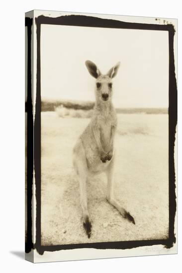 Cute Roo, Australia-Theo Westenberger-Premier Image Canvas