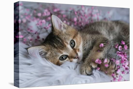 Cute Scottish Straight Kitten and Pink Flowers on a White Blanket. Greeting Card with Women's Day,-Elen Nika-Premier Image Canvas