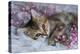 Cute Scottish Straight Kitten and Pink Flowers on a White Blanket. Greeting Card with Women's Day,-Elen Nika-Premier Image Canvas