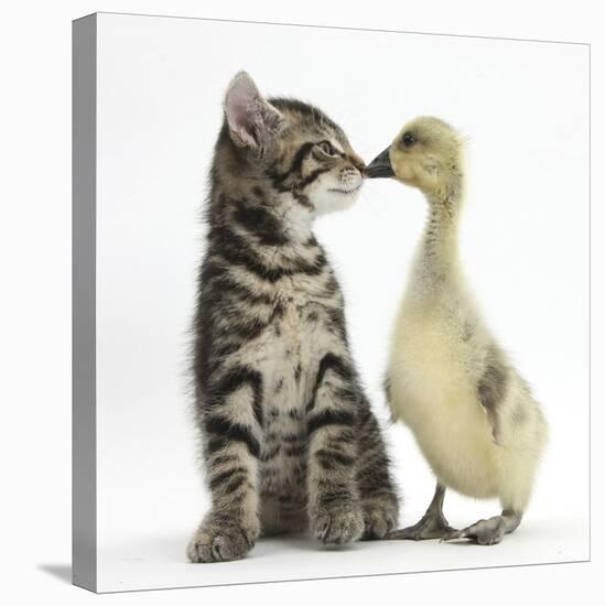 Cute Tabby Kitten, Fosset, 9 Weeks, Nose to Beak with Yellow Gosling-Mark Taylor-Premier Image Canvas