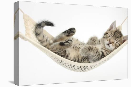 Cute Tabby Kitten, Stanley, 7 Weeks, Sleeping in a Hammock-Mark Taylor-Premier Image Canvas