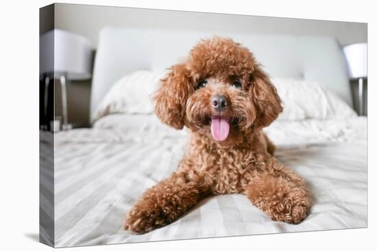 Cute Toy Poodle Resting on Bed-Lim Tiaw Leong-Premier Image Canvas
