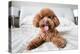 Cute Toy Poodle Resting on Bed-Lim Tiaw Leong-Premier Image Canvas