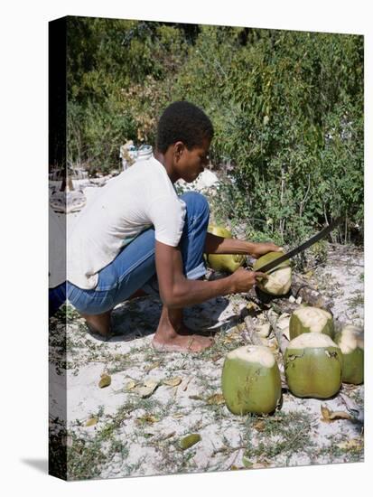 Cutting Coconuts, Barbuda-null-Premier Image Canvas