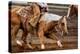 Cutting Horses-Lisa Dearing-Premier Image Canvas