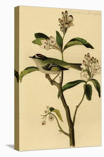 Cuvier's Kinglet-John James Audubon-Stretched Canvas