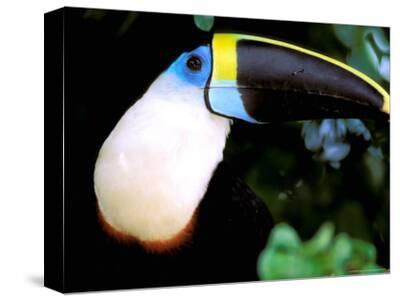 Cuviers Toucan Amazon Ecuador Photographic Print Pete Oxford Art Com
