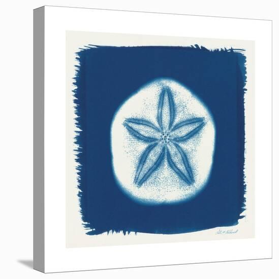 Cyan Sand Dollar-Christine Caldwell-Stretched Canvas