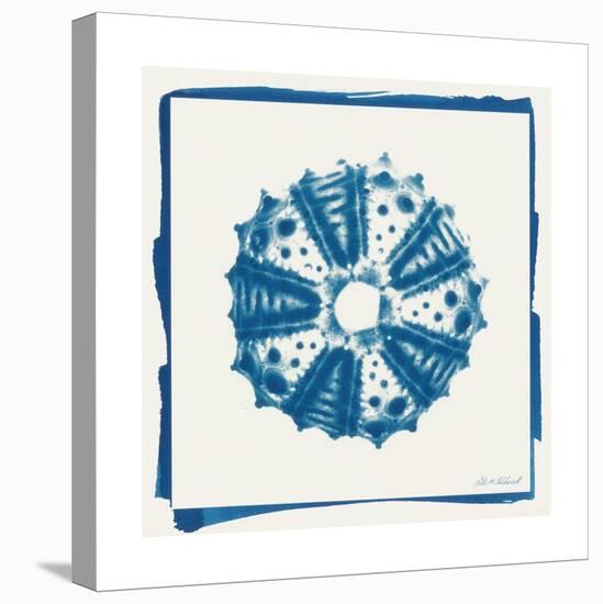 Cyan White Urchin-Christine Caldwell-Stretched Canvas