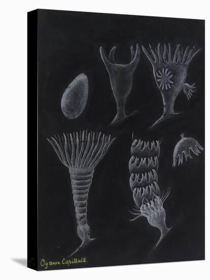 Cyanea Capillata: Lion's Mane Jellyfish-Philip Henry Gosse-Premier Image Canvas