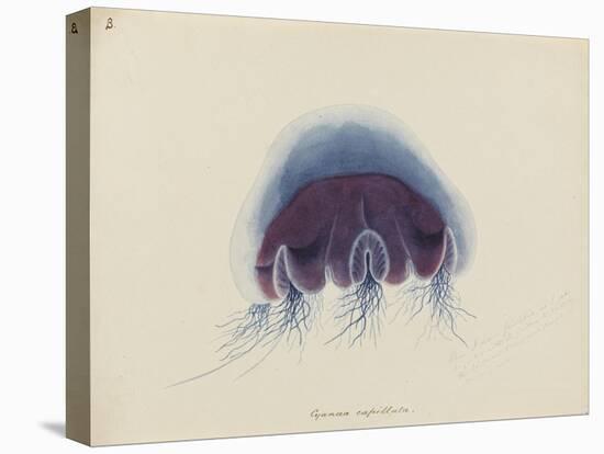 Cyanea Capillata: Lion's Mane Jellyfish-Philip Henry Gosse-Premier Image Canvas