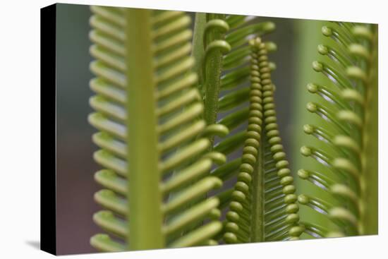 Cycad palm leaves,  Raja Ampat, Western Papua, Indonesian New Guinea-Staffan Widstrand-Premier Image Canvas