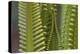 Cycad palm leaves,  Raja Ampat, Western Papua, Indonesian New Guinea-Staffan Widstrand-Premier Image Canvas