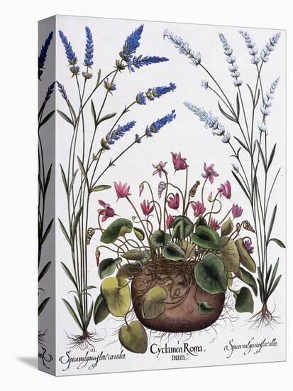 Cyclamen and Lavender Engraving by Georg Dionysius Ehret, from The Hortus Eystettensis-Basilius Besler-Premier Image Canvas