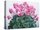 Cyclamen Portrait-Christopher Ryland-Premier Image Canvas