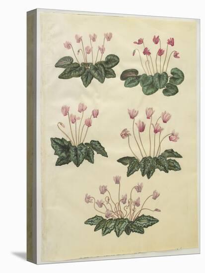 Cyclamen Purprascens from the Album Gottorfer Codex, c.1650-Hans Simon Holtzbecher-Premier Image Canvas