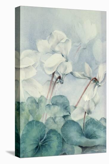 Cyclamen, Triumph White-Karen Armitage-Premier Image Canvas