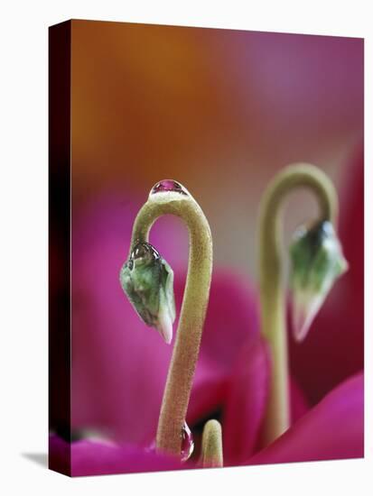 Cyclamen with Water Drop, Pennsylvania, USA-Nancy Rotenberg-Premier Image Canvas