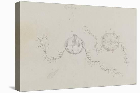 Cydippe: Sea Gooseberry-Philip Henry Gosse-Premier Image Canvas