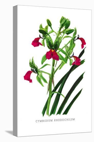 Cymbidium Rhodochilum-H.g. Moon-Stretched Canvas