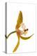 Cymbidium Tracyanum 2-Fabio Petroni-Premier Image Canvas